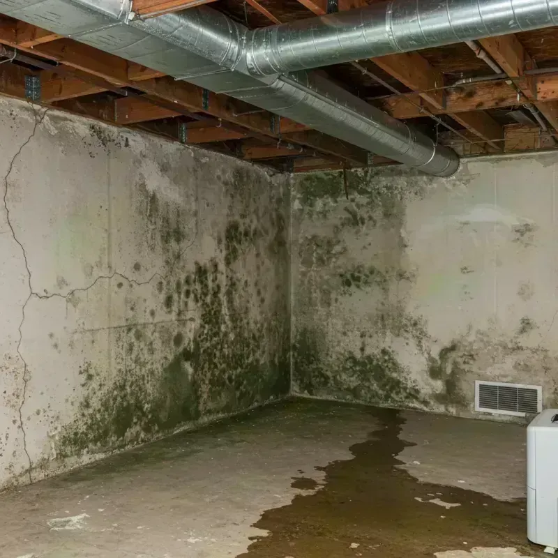 Professional Mold Removal in McHenry, IL